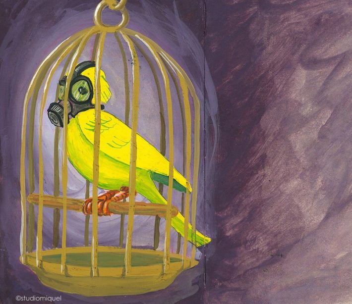 Kanarienvogel 710x614